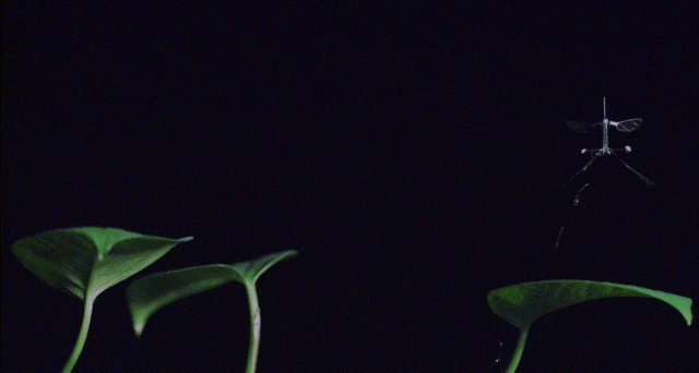 哈佛RoboBee微型机器人利用蚊子腿部结构实现安全着陆