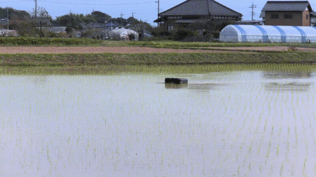日本开发鸭子机器人，为生态稻田智能除草，供不应求