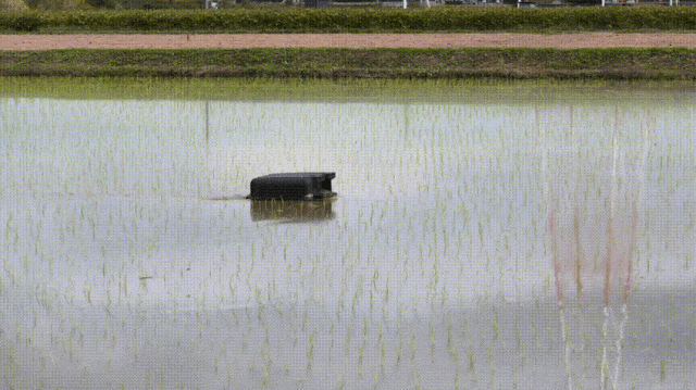日本开发鸭子机器人，为生态稻田智能除草，供不应求